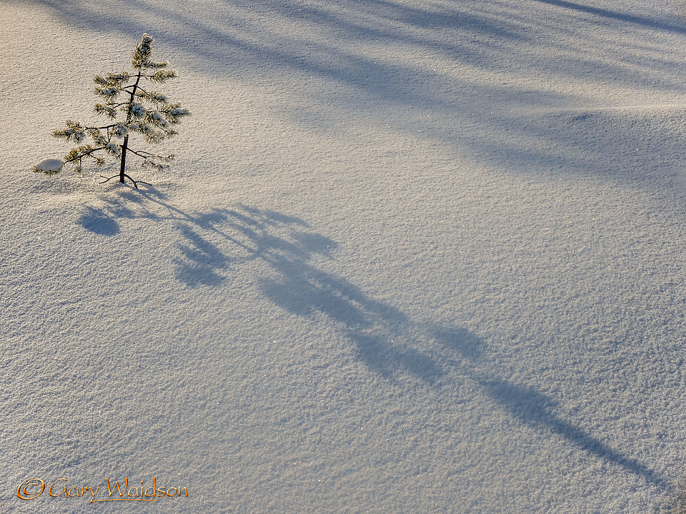 Arctic light Kittila - Ice Raven - Sub Zero Adventure - Copyright Gary Waidson, All rights reserved.