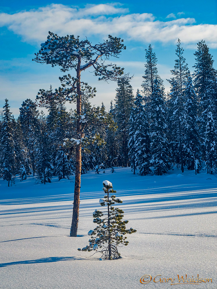 Arctic Light Kittila - Ice Raven - Sub Zero Adventure - Copyright Gary Waidson, All rights reserved.