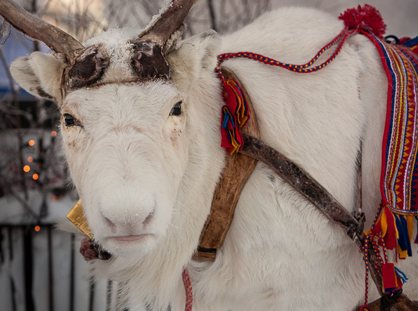 White Reindeer - Ice Raven - Sub Zero Adventure - Copyright Gary Waidson, All rights reserved.
